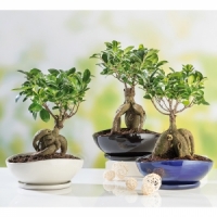 Norma  Bonsai Ficus Ginseng