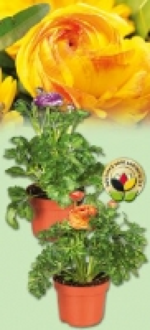 Ranunkel 1.79 €