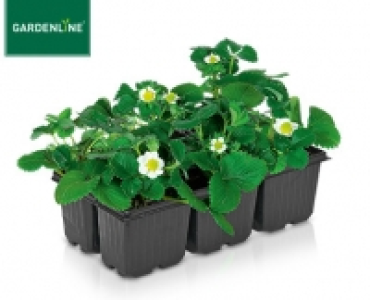 Aldi Süd  GARDENLINE®Erdbeerpflanzen, 6er-Tray