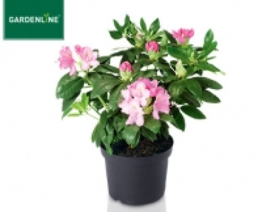 Aldi Süd  GARDENLINE®Rhododendron oder Azaleen-Busch