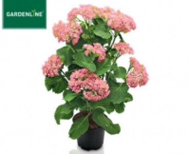 Aldi Süd  GARDENLINE® Hortensien-Pyramide