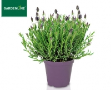 Aldi Süd  GARDENLINE®Italienischer Schopf-Lavendel