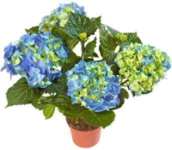 Hortensien 3.99 €