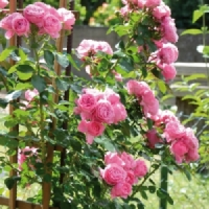 Gartenrosen 2.59 €
