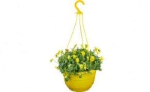 Hornveilchen 4.99 €