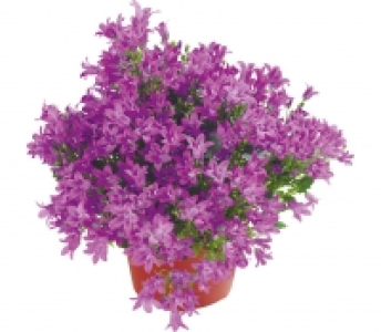 Glockenblume 2.79 €
