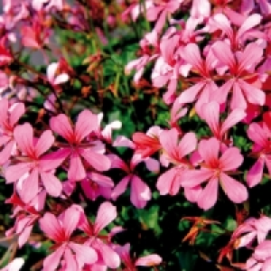 Geranien 3.29 €