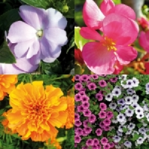 Beetpflanzen 1.49&nbsp;&euro;