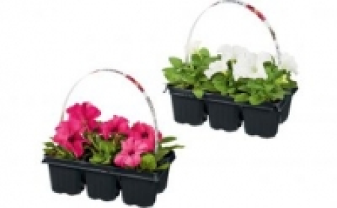 Beetpflanzen 0.99&nbsp;&euro;