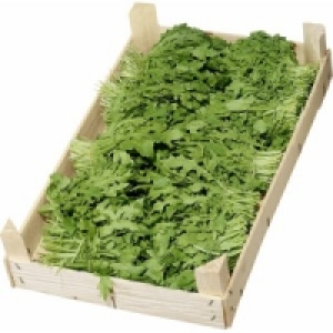 Rucola