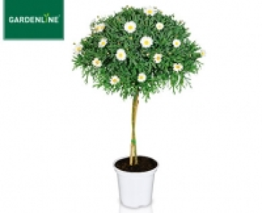 GARDENLINE®Margeritenstämmchen 5.99 €