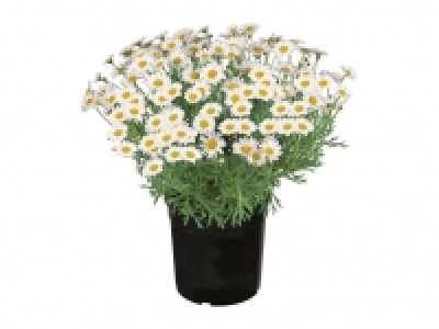 Margeritenbusch 4.99 €