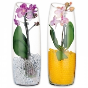 Mini-Phalaenopsis 6.99&nbsp;&euro;