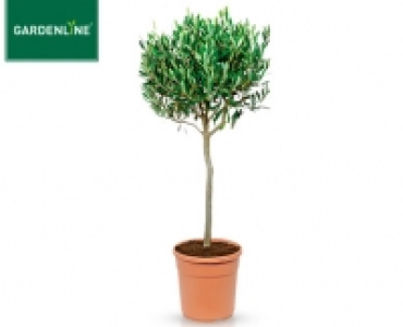 Aldi Süd  GARDENLINE®Toskana-Stämmchen