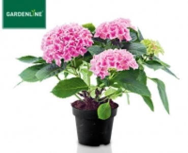 GARDENLINE®Hortensien-Busch