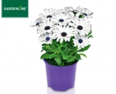 GARDENLINE®Margerite von Bornholm