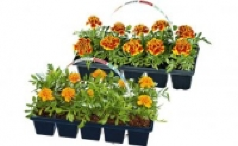 Beetpflanzen 1.59&nbsp;&euro;