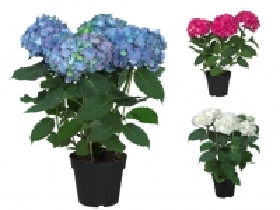 Hortensie 4.99 €