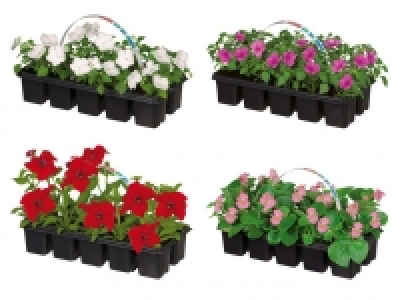 Beetpflanzen 1.69&nbsp;&euro;