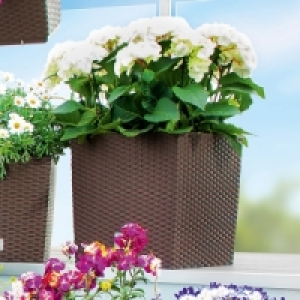 Blumentopf 14.99 €