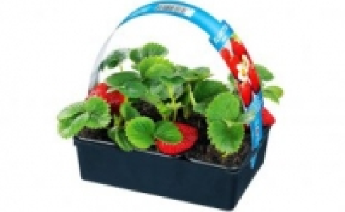Erdbeerpflanzen 2.99 €