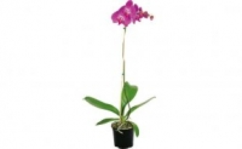 Netto  Schmetterlings-Orchidee