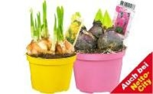 Blumenzwiebeln 1.29 €