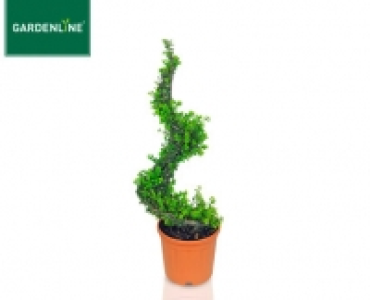 GARDENLINE®Pflanze im Formschnitt 29.99 €