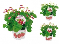 Lidl  Erdbeerpflanze
