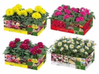 Beetpflanzen 3.49&nbsp;&euro;