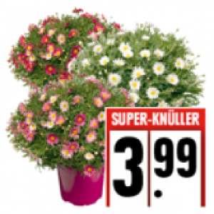 Margeriten-Busch 3.99 €