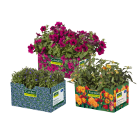 Aldi Nord Garden Feelings® Balkon- und Kübelpflanzen