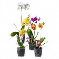 Real  Orchideen Mix versch. Sorten, Pflanzenhöhe: 45 - 75 cm, Abb. ähnlich, 