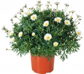 Margeriten-Busch 5.99 €