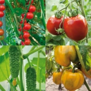 Veredelte Gemüsepflanze 2.49 €
