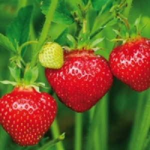 Erdbeerpflanzen 1.99 €