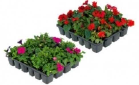 Beet- und Balkonpflanzen 3.99 €