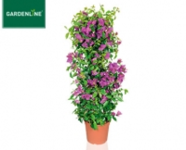 GARDENLINE®Balkon- und Terrassenpflanze 8.59 €