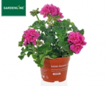 GARDENLINE®Solitär-Geranie, stehend 1.29 €