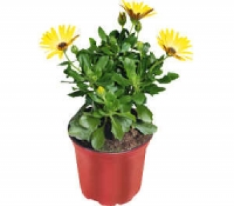Bornholm Margerite 1.59 €