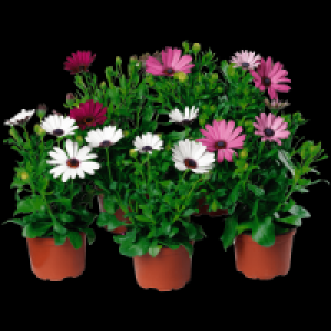 Bornholmer Margerite 1.59 €