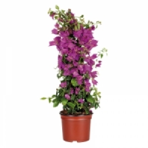 Blühende Pyramide 9.99 €