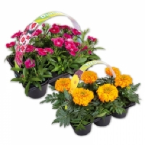 Exklusive Beetpflanzen 2.99 €