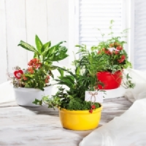 Bepflanzte Keramikschale 6.99 €