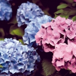 Hortensie 3.99 €