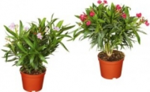 Oleander 6.99&nbsp;&euro;