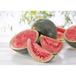 Wassermelonen Sugar Baby