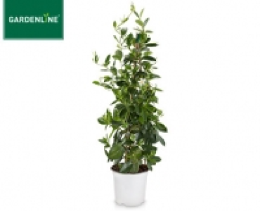 GARDENLINE® Dipladenia 8.59 €