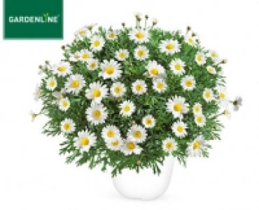 GARDENLINE®Margeriten-Busch 3.99 €