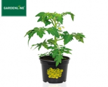 GARDENLINE&reg;Gem&uuml;sepflanze 1.39&nbsp;&euro;